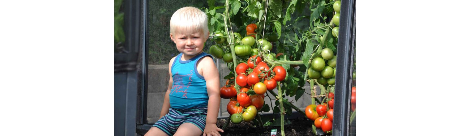 Tomater i drivhus