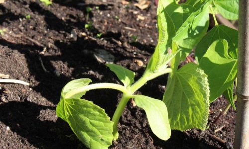 Kitchen garden plans are there to be redone ....