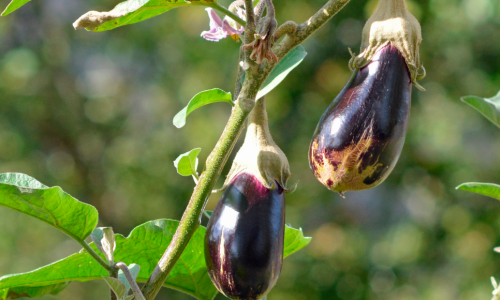 Aubergine