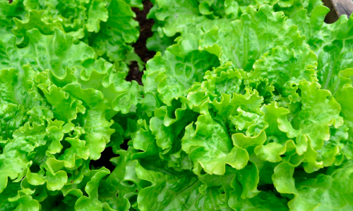 Lettuce