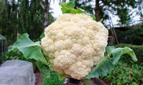 Cauliflower