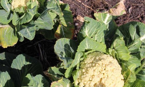 Christmas cauliflower as a spring gift