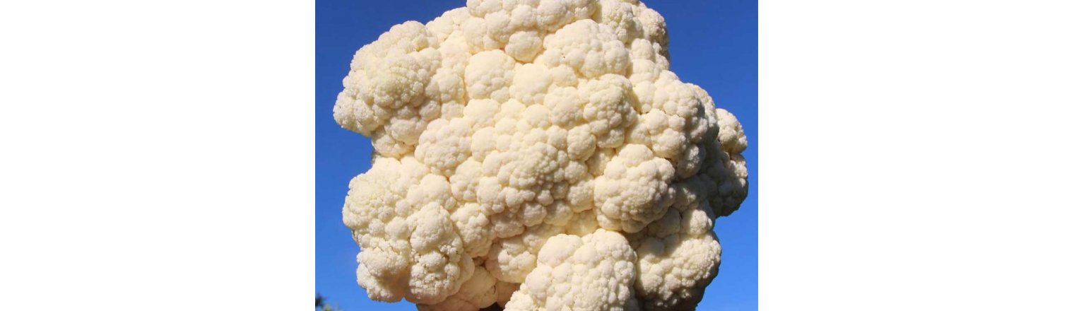 Boast cauliflower
