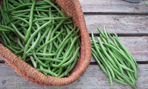 The kitchen garden in May