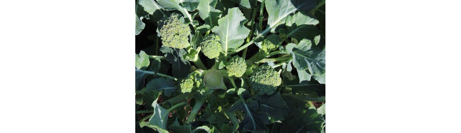 Wintering broccoli variety Aquiles
