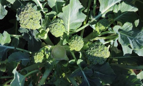 Wintering broccoli variety Aquiles