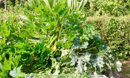 Climbing courgette not only climbs!