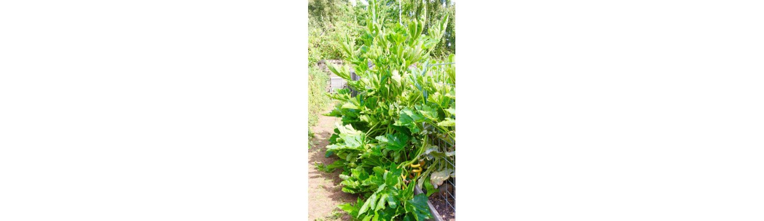 Climbing courgette not only climbs!