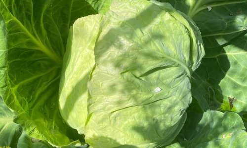 Kl dyrkningsvejledning