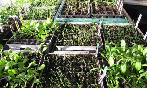 Great places to buy seeds