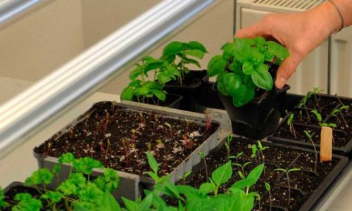 Take advantage of the garden joys