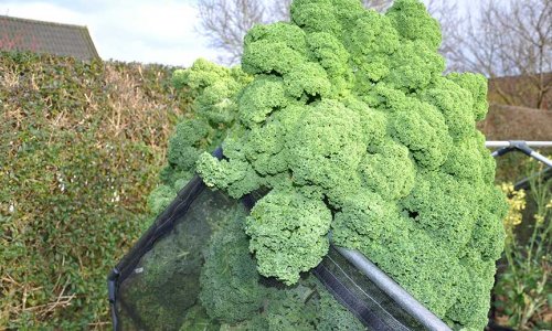 Kmpe-kl og efterrshst