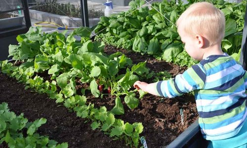 Examples of cultivation