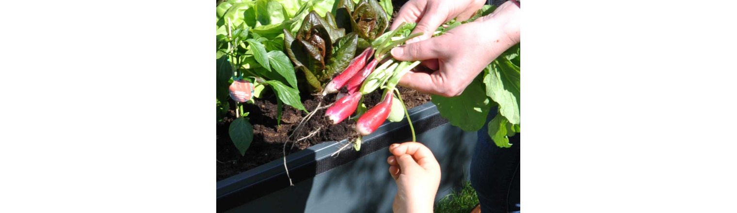 Radishes are harvested - new plants ready on the 