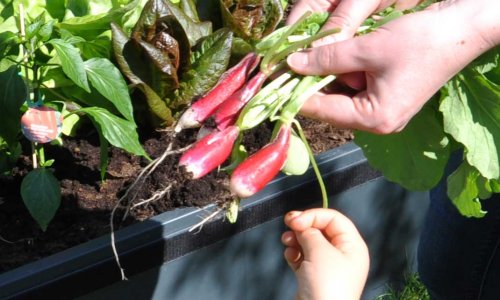 Radiser hstes - nye planter klar p 