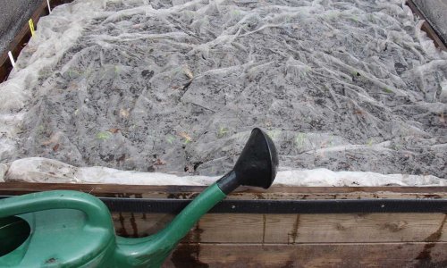 Troublesome carrot sprouting