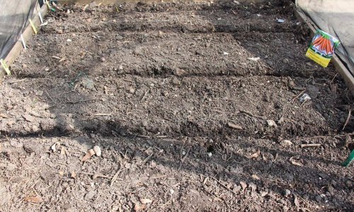 Year-round bed - first with carrots and spinach. Later with leeks