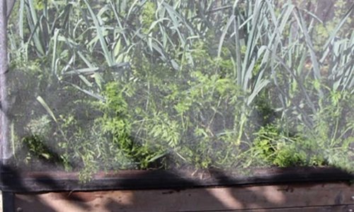 The first carrots and last spinach of the year