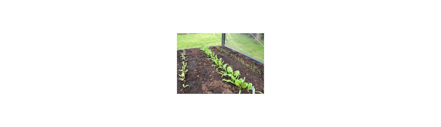 Første salathoved høstes - Tomater plantes