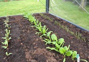 Frste salathoved hstes - Tomater plantes