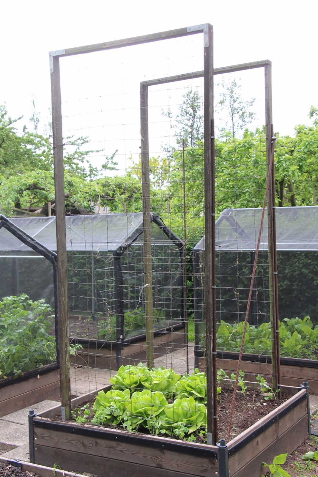 The MINI kitchen garden grows in height