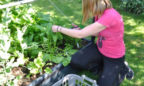 Hst af spinat og status pr. 24.5.2018