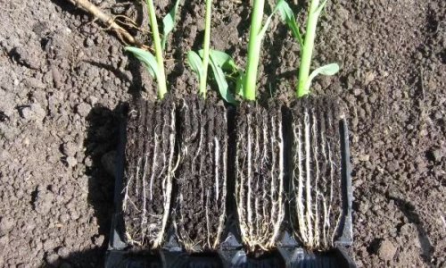 Guide til brug af roottrainers