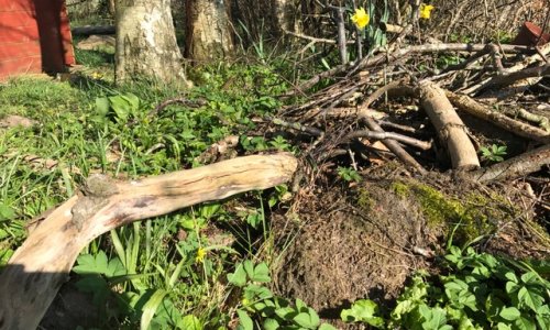 Eat your enemies: Pesto with scallions and spring onions