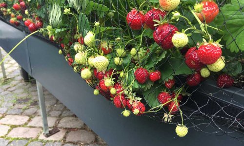 Lots of strawberries - and lice .......