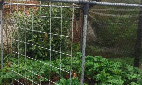 Extremely cold spring - and impatience!