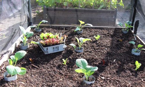 After potatoes comes cabbage