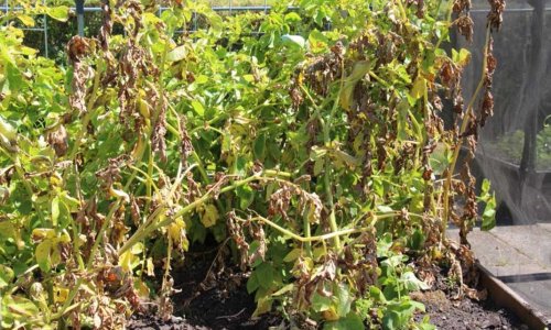 Potatoes in sheep's wool