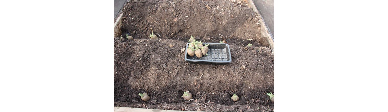 Place potatoes and then radishes between the rows