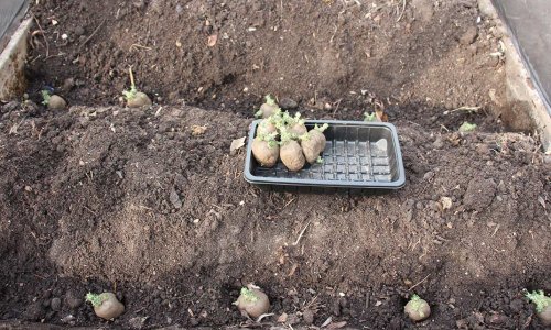 Place potatoes and then radishes between the rows