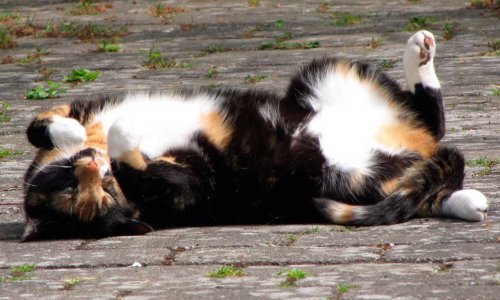 The kitchen garden in July