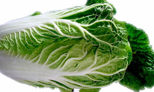 Chinese cabbage