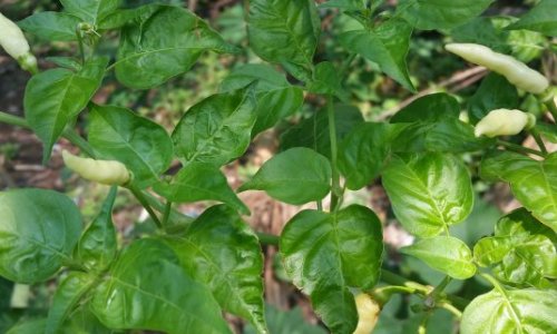 Should you sip your chili?