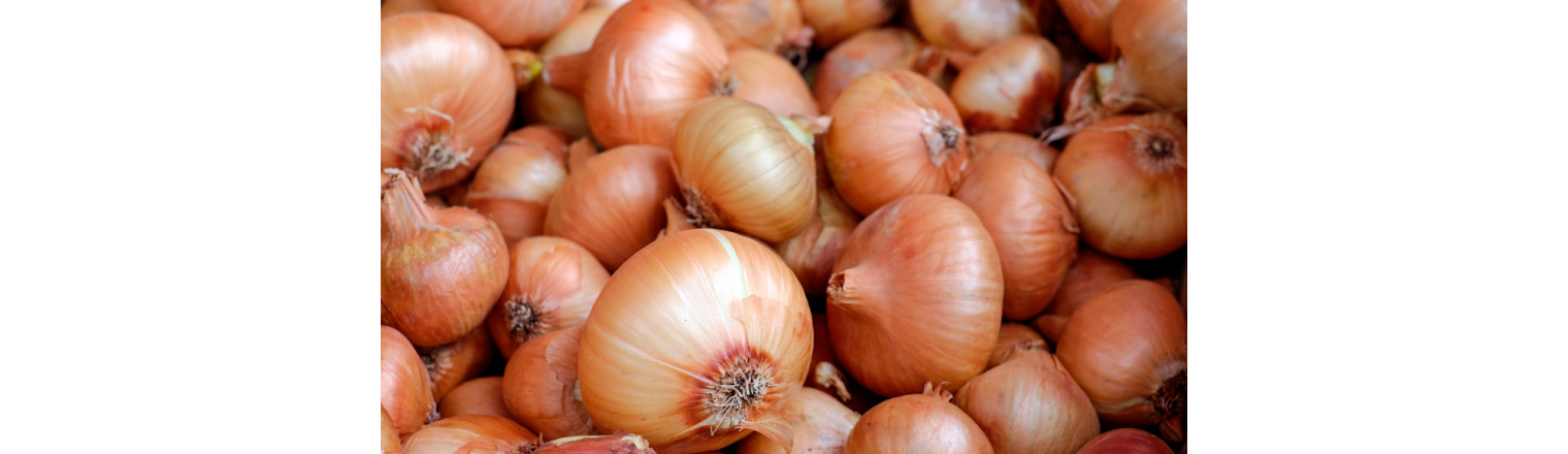Onion / shallot - chives