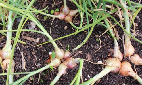 Shallots from seeds