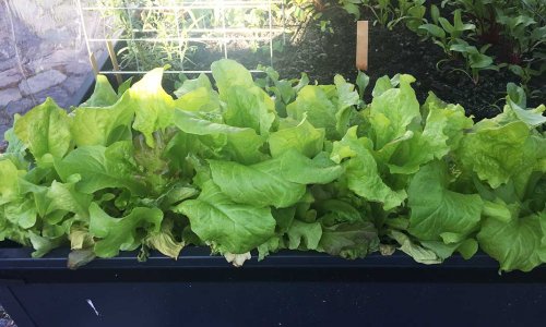 First salad harvest and experiences