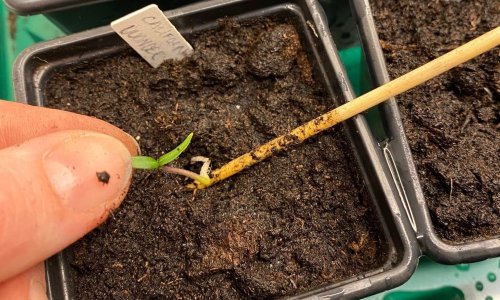 Germination - is done all year round