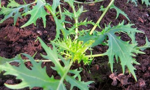 The kitchen garden in August