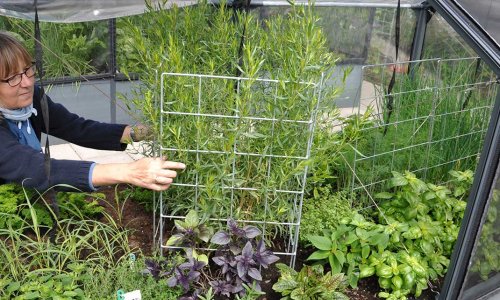 Taking care of the vegetables