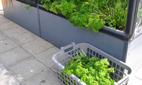 Stegt flsk og PERSILLESOVS