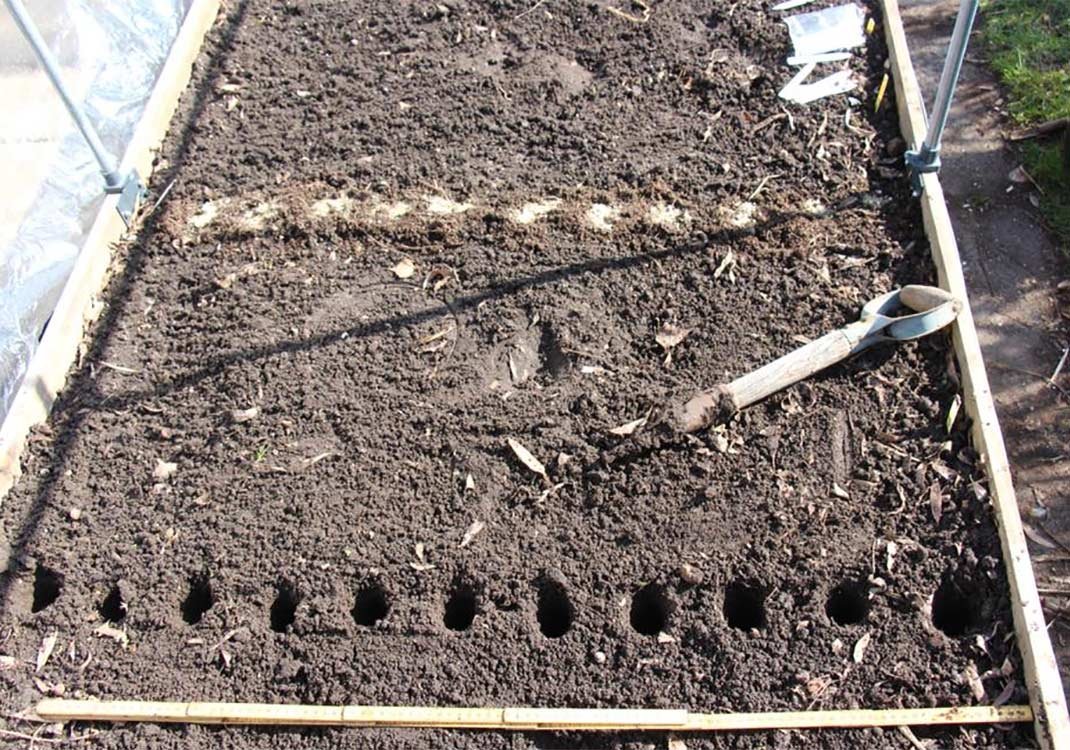 LONG, STRAIGHT, SMOOTH Parsley roots