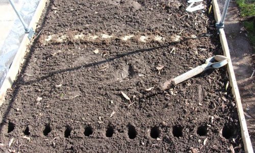 LONG, STRAIGHT, SMOOTH Parsley roots