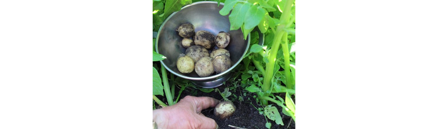 New potatoes in the MINI kitchen garden