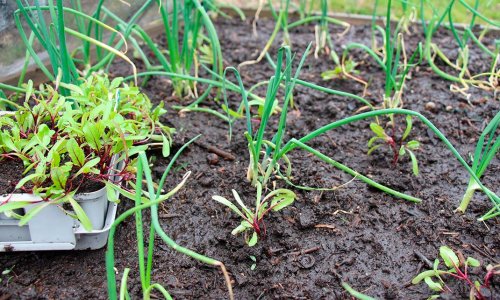 Beetroot as a side benefit