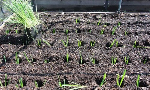 Planting leeks in extreme summer weather
