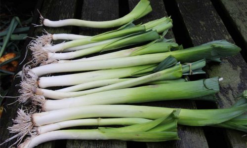 45-50 kg of food harvested from the MINI kitchen garden's 6 m2!